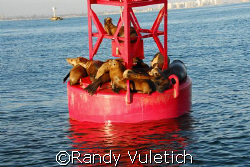 ''Sea Lion Condo.''   nikon D200 by Randy Vuletich 